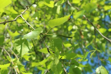 Mavi gökyüzünün arka planında huş dalları, doğal arkaplan