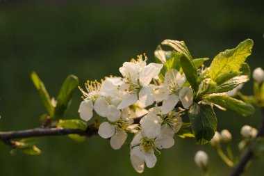 Ağaç dalındaki çiçekler, çiçek arkaplanı, çiçek açan ağaçlar.