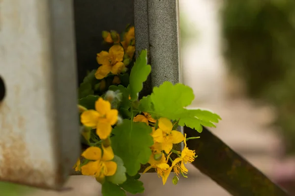 Flores Uma Caixa Correio Velha Flores Amarelas — Fotografia de Stock