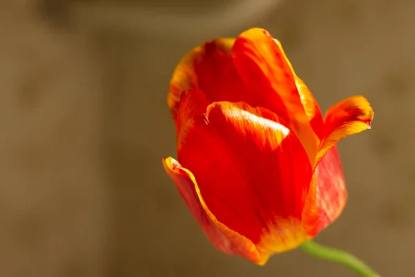 stock image beautiful red tulip in the garden