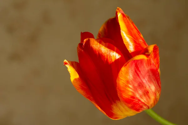 Piękny Czerwony Tulipan Ogrodzie — Zdjęcie stockowe