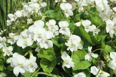 Bahçedeki güzel beyaz çiçekler