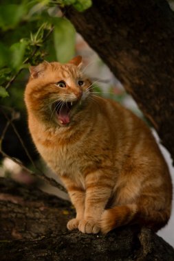 Ağzı açık, güzel kırmızı bir kedi. Kedi esniyor. Gözleri açık bir kedi.