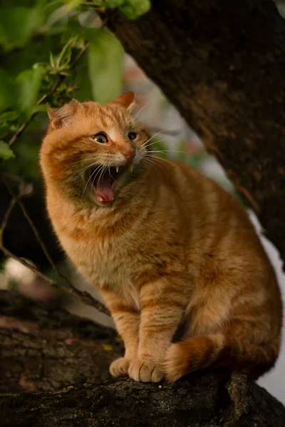 a beautiful red cat on a tree with a wide open mouth, the cat yawns,a cat with its eyes wide open