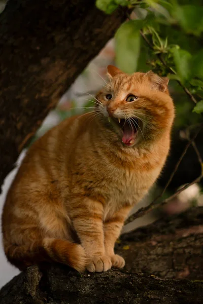 Μια Όμορφη Κόκκινη Γάτα Ένα Δέντρο Ένα Ευρύ Ανοιχτό Στόμα — Φωτογραφία Αρχείου
