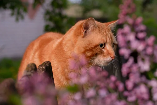 cat in the garden,cat in flowers