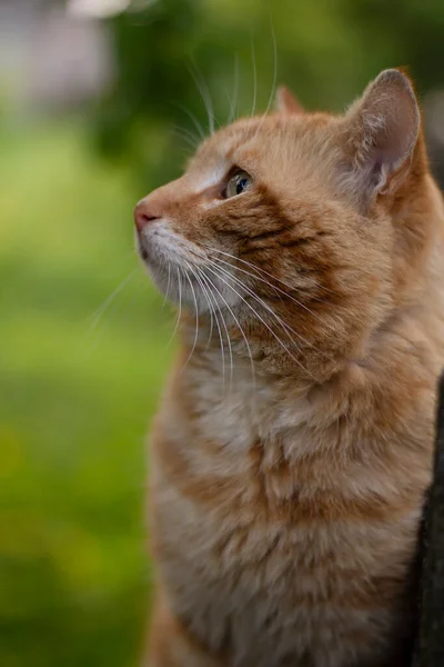 Πορτρέτο Μιας Γάτας Πορτρέτο Μιας Κόκκινης Γάτας — Φωτογραφία Αρχείου