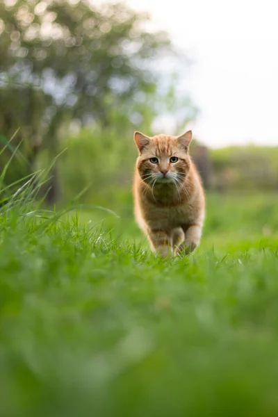 Kočka Trávě Červená Kočka Elegantně Pohybuje Červená Kočka Kráčí Trávě — Stock fotografie