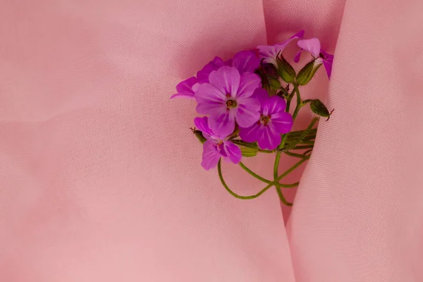 flowers on a pink background, pink flowers, tender pink flowers on a pink background