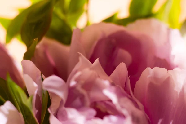 花の背景ピンクの花の背景 — ストック写真