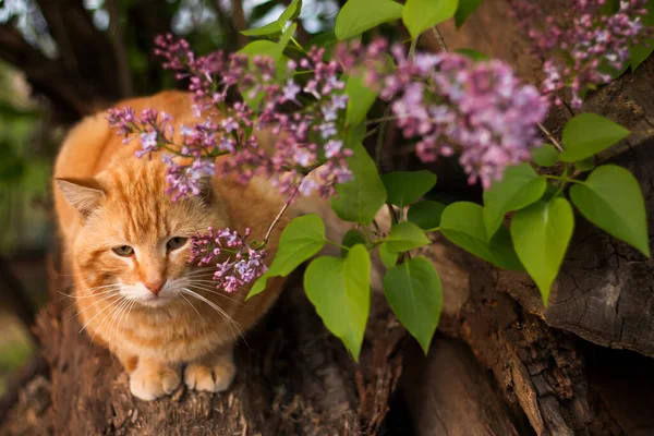 Bahçede Güzel Bir Kedi — Stok fotoğraf