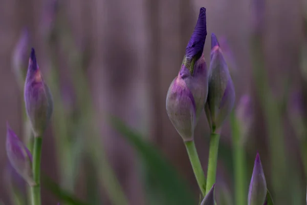 purple irises on a purple background, flower buds, natural background