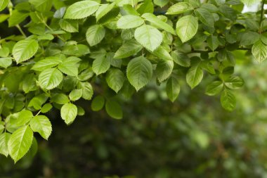 yeşil yapraklar arka plan, yeşil doğal arkaplan