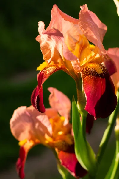 Iris Jardín Flores Jardín Flores Cerca — Foto de Stock