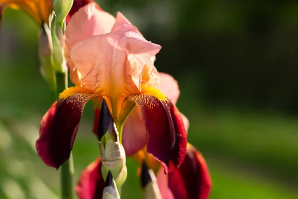Iris Jardín Flores Jardín Flores Cerca — Foto de Stock