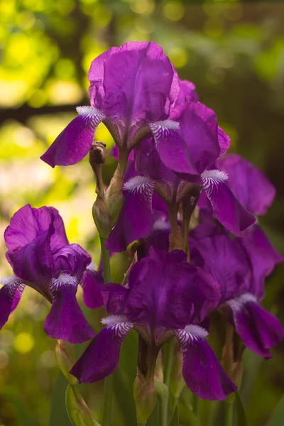 stock image irises in the garden, flowers in the garden, flowers close-up