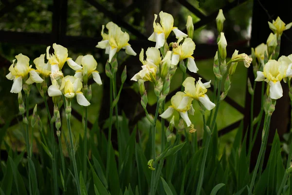 Iris Giardino Fiori Giardino Primi Piani Fiori — Foto Stock