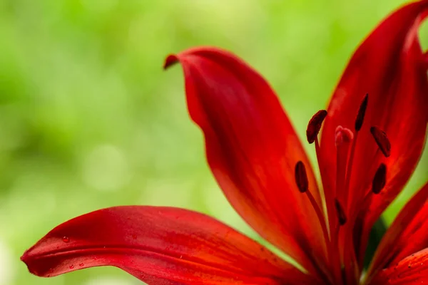 花园里的红色百合花 自然背景下的百合花 — 图库照片