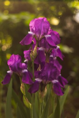 arkaplanı bulanık mor iris çiçeği 