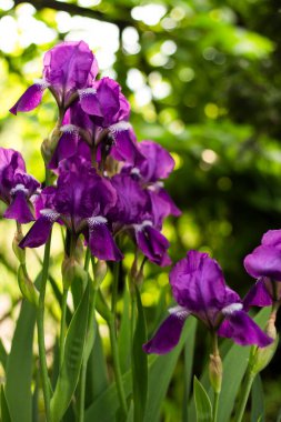 beautiful purple iris flower in garden 