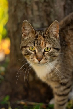 Bahçede bir kedi, büyük gözlü bir kedi.