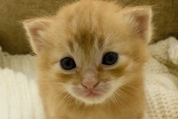 Pequeno Gatinho Vermelho Com Grandes Olhos — Fotografia de Stock