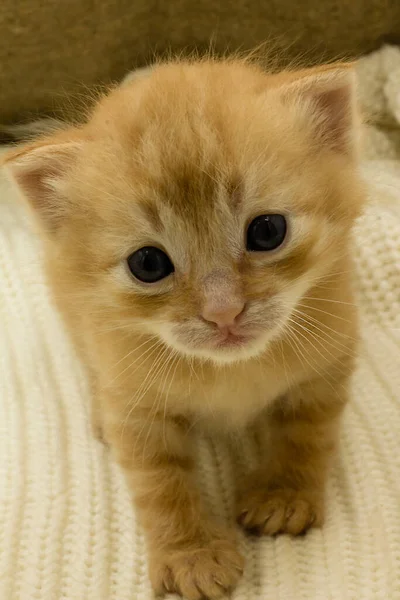 Pequeno Gatinho Vermelho Com Grandes Olhos — Fotografia de Stock