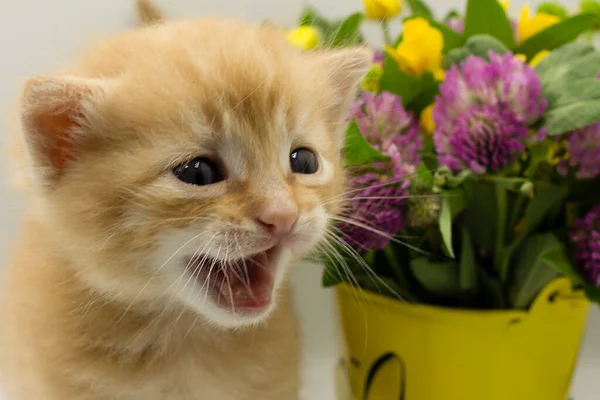 Kot Kwiaty Mały Czerwony Kotek Kwiaty — Zdjęcie stockowe