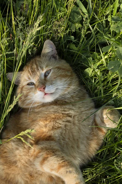 Кошка Которая Высоко Саду Кошка Траве — стоковое фото