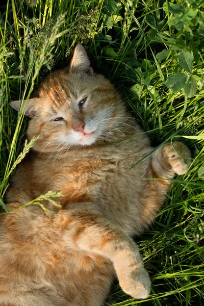 Cat High Garden Cat Grass — Stock Photo, Image
