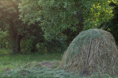 Yığının içinde saman, bahçede kurumuş ot yığını