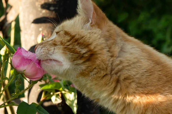 Hermoso Gato Flor — Foto de Stock