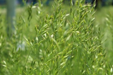 Çiyli yeşil çimen 