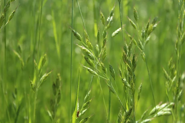 stock image green grass with dew drops 