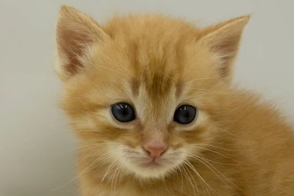 Ładny Mały Kotek Żółte Oczy — Zdjęcie stockowe