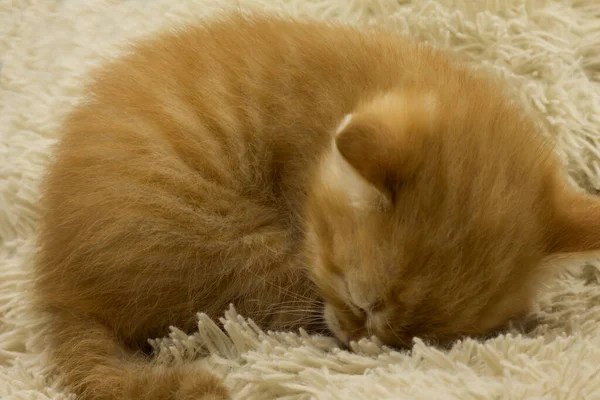 a little brown kitten sleeping on a plaid. high quality photo