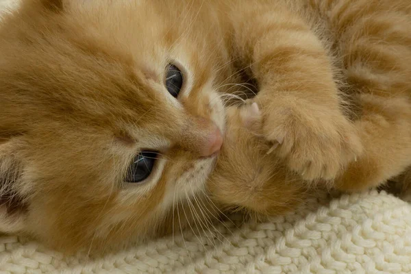 Şirin Kırmızı Kedi Yavrusu — Stok fotoğraf