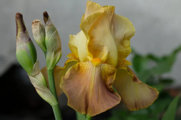 Flor Del Iris Sobre Fondo Negro — Foto de Stock