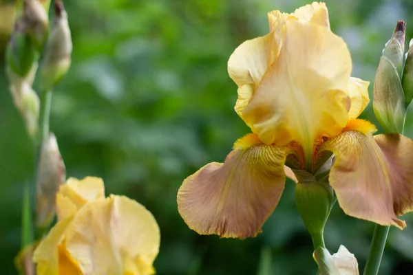 Hermosa Flor Amarilla Del Iris Jardín — Foto de Stock