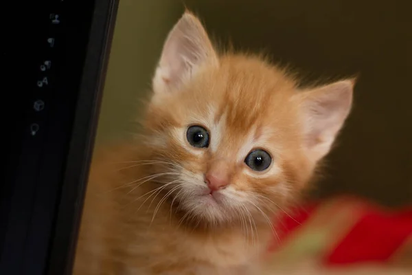 Bonito Vermelho Gato Olhando Para Câmera — Fotografia de Stock