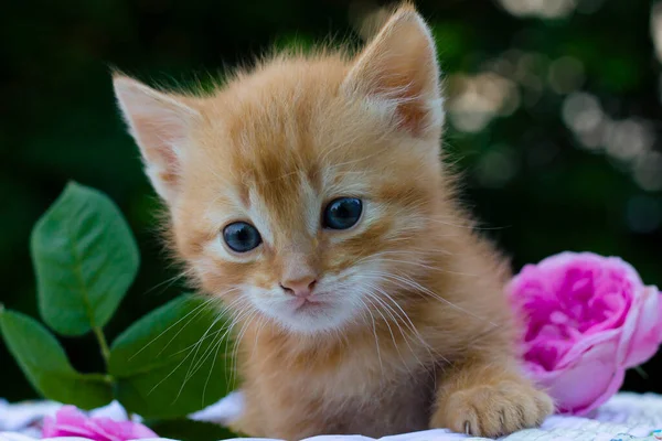 Portrait Cute Little Cat — Stock Photo, Image