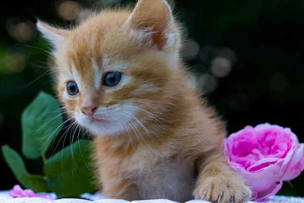 Cute Kot Ogrodzie — Zdjęcie stockowe