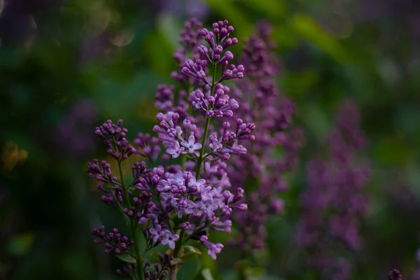 lilac flowers, lilac in the garden