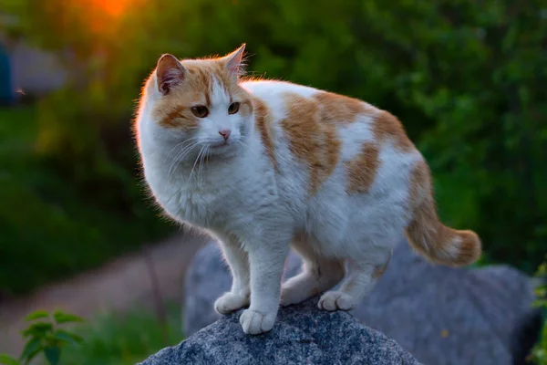 庭の赤い猫 — ストック写真