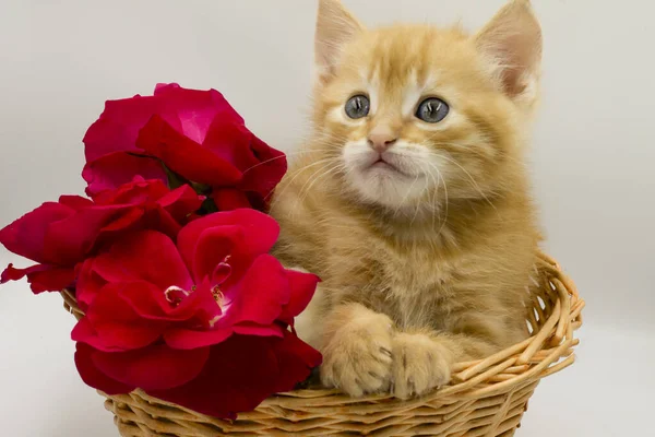 Kot Kwiaty Kotek Koszyku Kwiatami — Zdjęcie stockowe