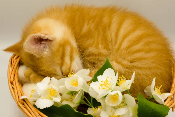 Kot Kwiaty Kotek Koszyku Kwiatami — Zdjęcie stockowe