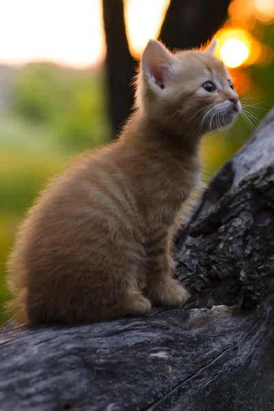 Czerwony Kot Słońcu Czerwony Kot Ogrodzie — Zdjęcie stockowe