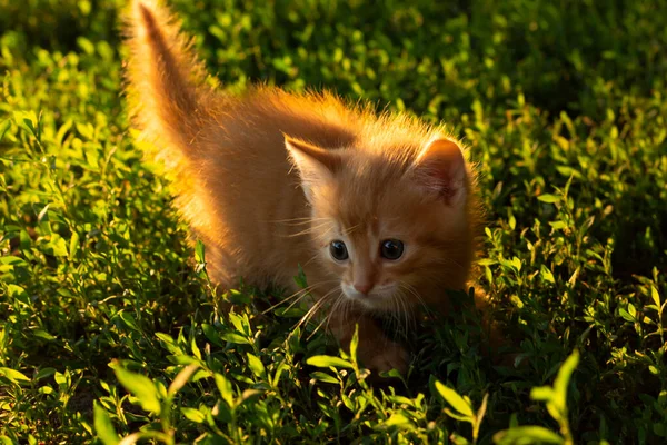 Vörös Macska Napon Piros Macska Kertben — Stock Fotó