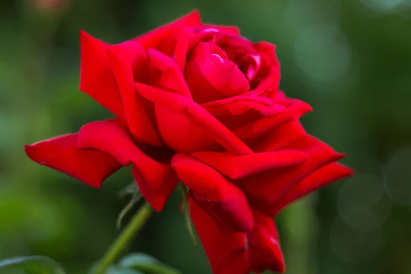 Rosas Rojas Jardín Una Rosa Que Teje Largo Cerca — Foto de Stock