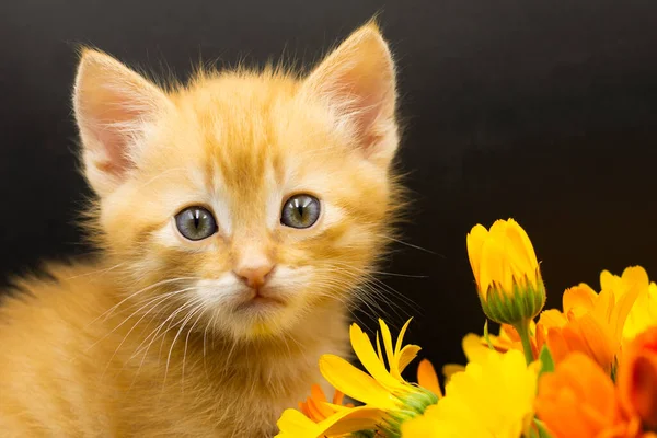 Portret Kotka Żółtym Kwiatku — Zdjęcie stockowe